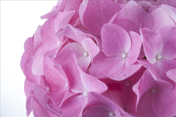 Hydrangea macrophylla, rosa