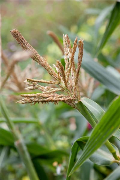 Zea mays Blüte