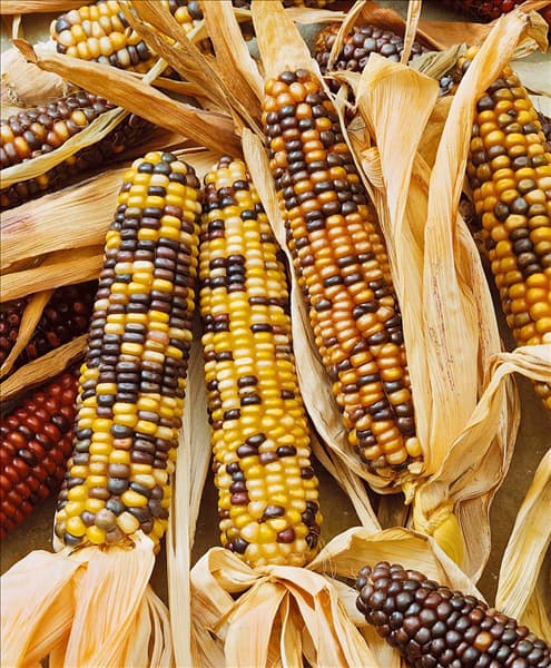 ZEA MAYS AMERO