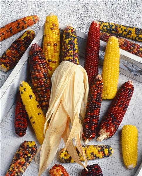 Zea mays mini mixed