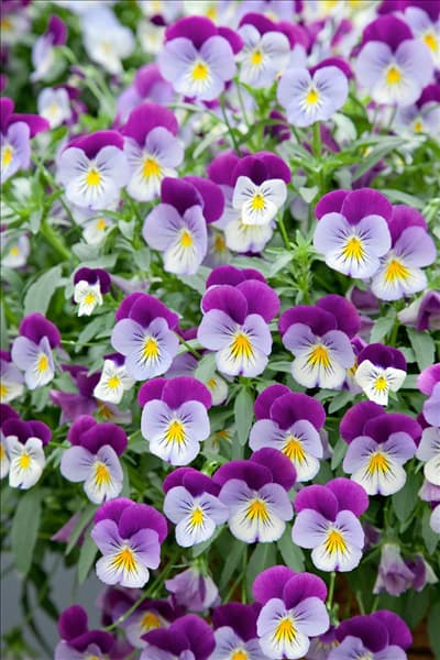 Viola Plentifall Purple Wing