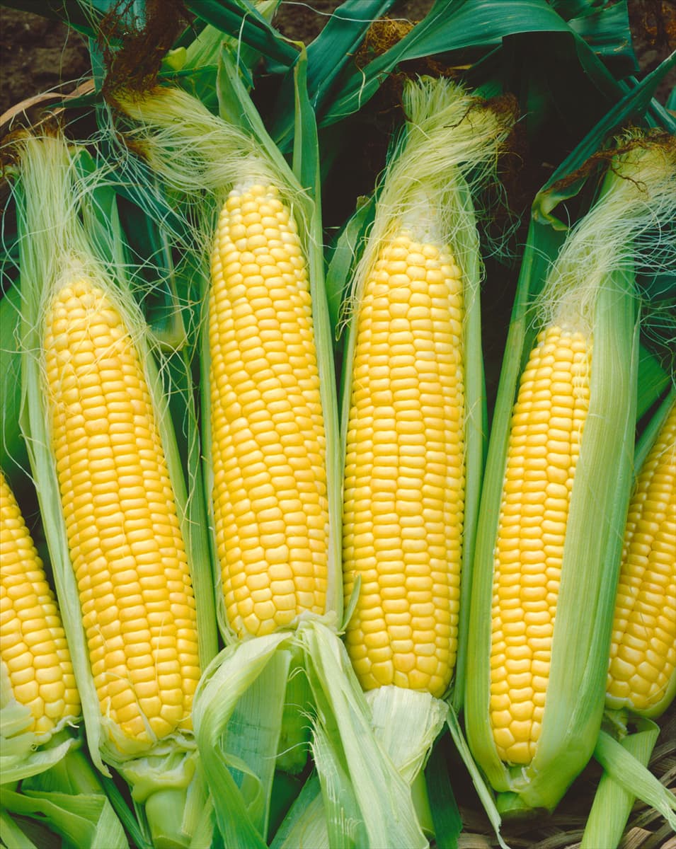 Zuckermais / Zea mays Bantam