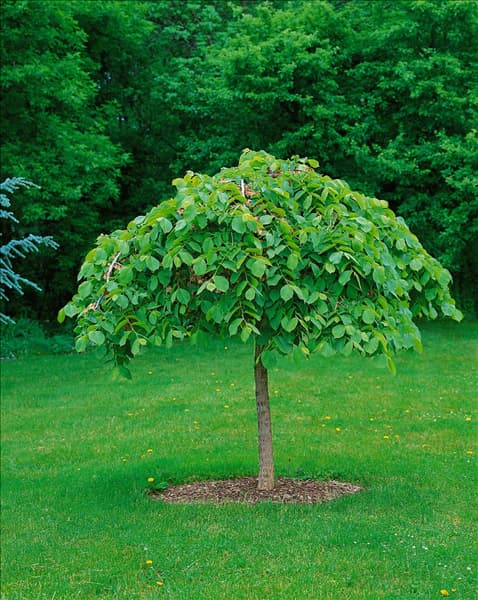 Ulmus glabra Pendula