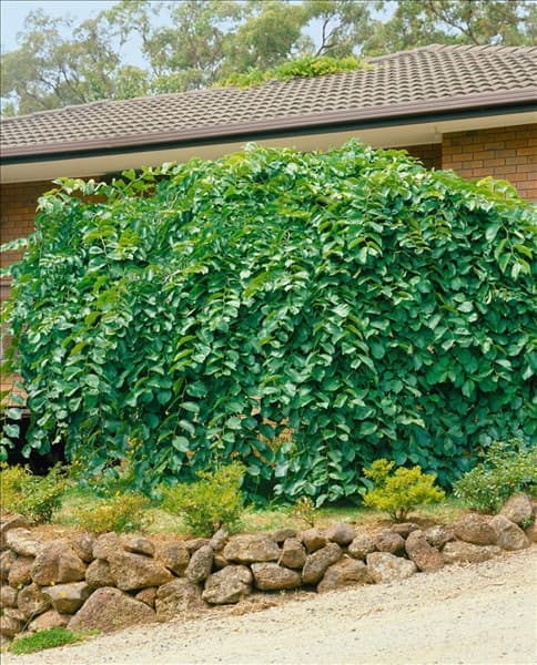 ULMUS GLABRA PENDULA