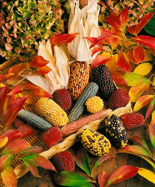 Zea mays Arrangement