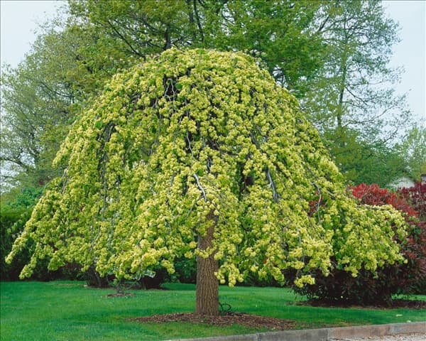 Ulmus glabra Pendula