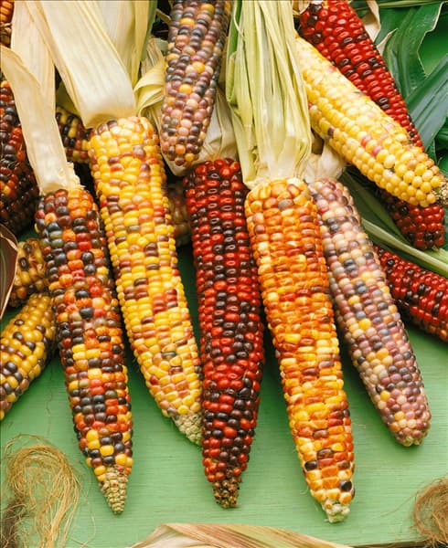 ZEA MAYS / ZIERMAIS MIXED