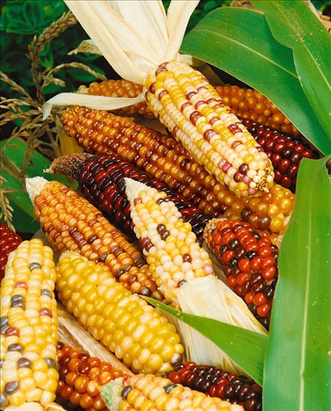 ZEA MAYS / ZIERMAIS MIXED