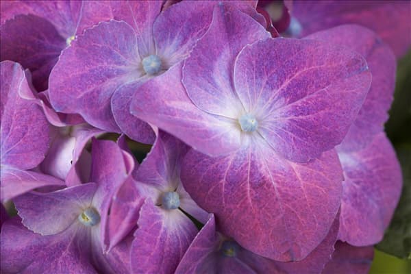 Hydrangea macrophylla, lila