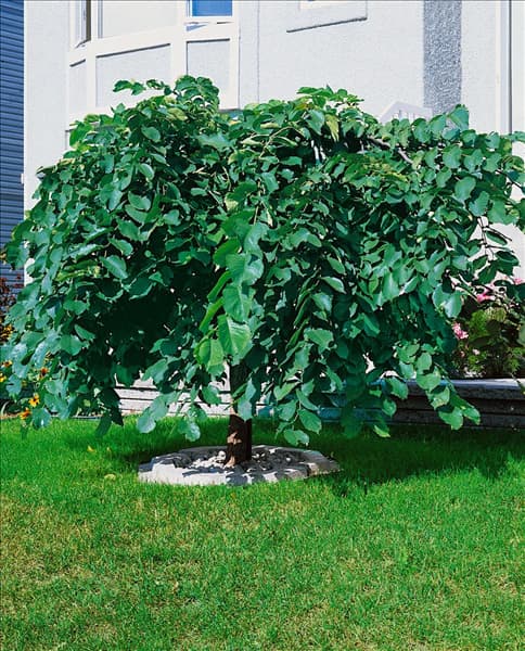 Ulmus glabra Pendula