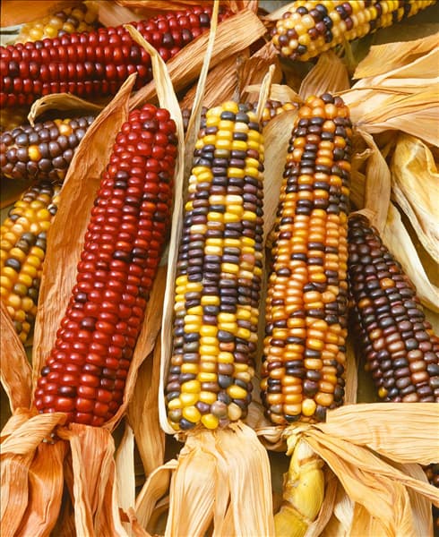 ZEA MAYS AMERO