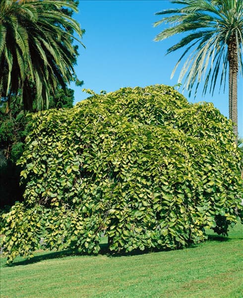 Ulmus glabra Pendula