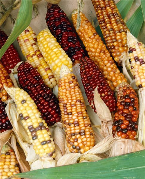 ZEA MAYS / ZIERMAIS MIXED