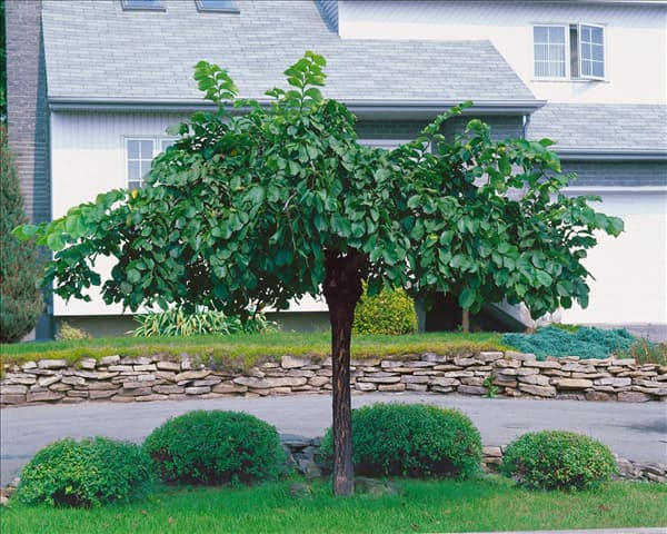 Ulmus glabra Pendula