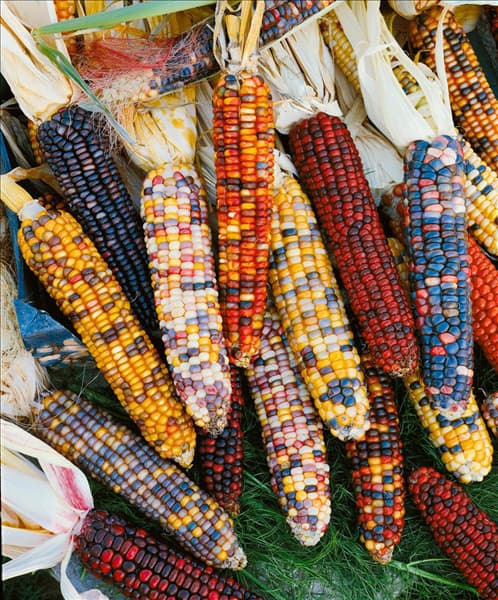 ZEA MAYS / ZIERMAIS MIXED