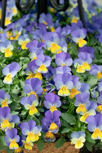 Viola cornuta Rebelina Blue  & Yellow