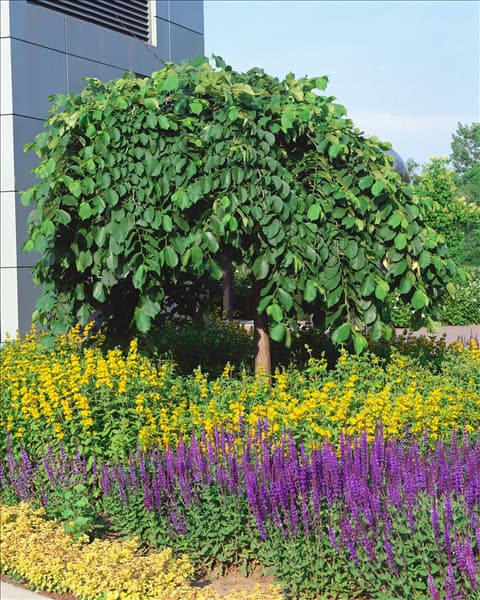 ULMUS GLABRA PENDULA