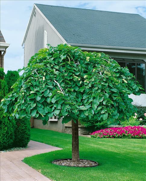 Ulmus glabra Pendula