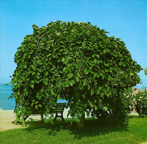 Ulmus glabra Pendula
