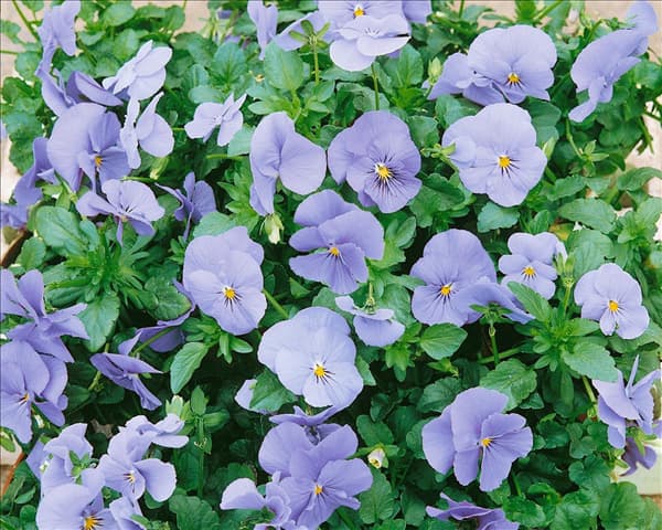 Viola cornuta Blue Perfection