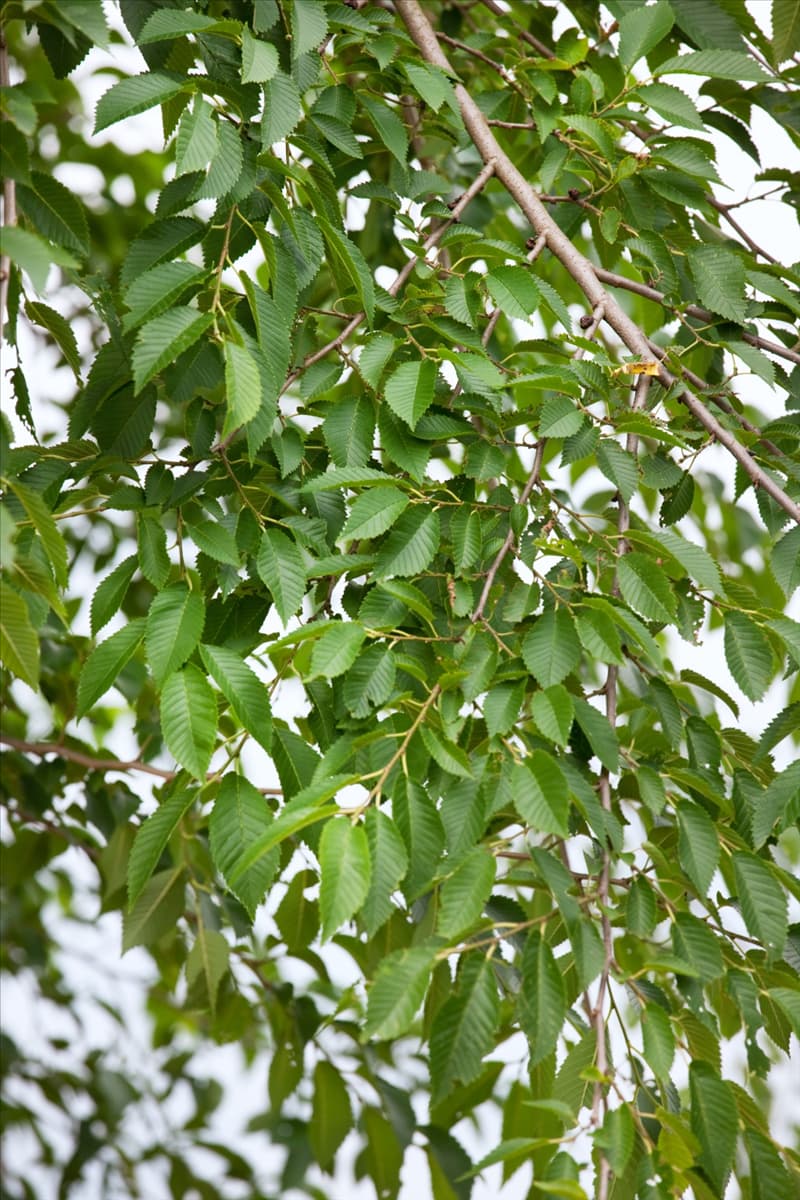 Ulmus Sapporo Autumn Gold
