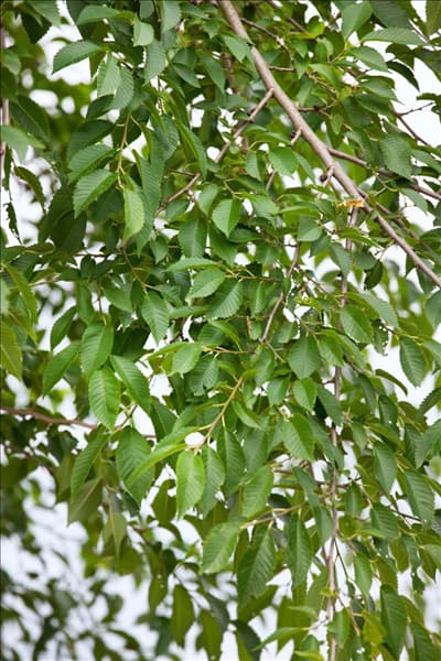 Ulmus Sapporo Autumn Gold