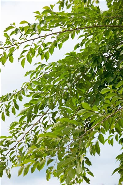 Ulmus Sapporo Autumn Gold