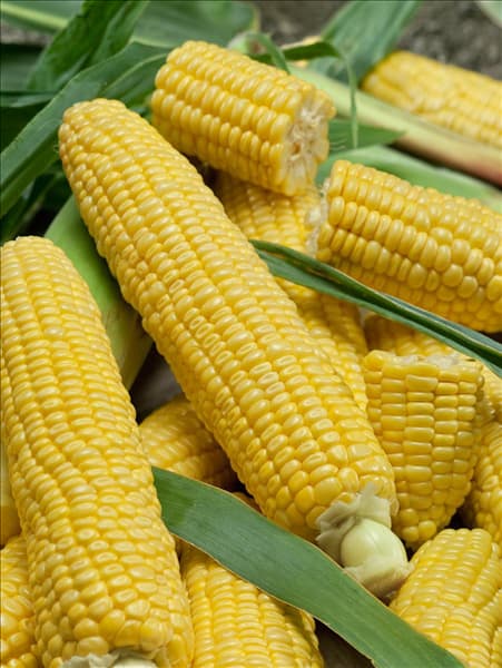 Zea mays Saccharata-Grp Mango