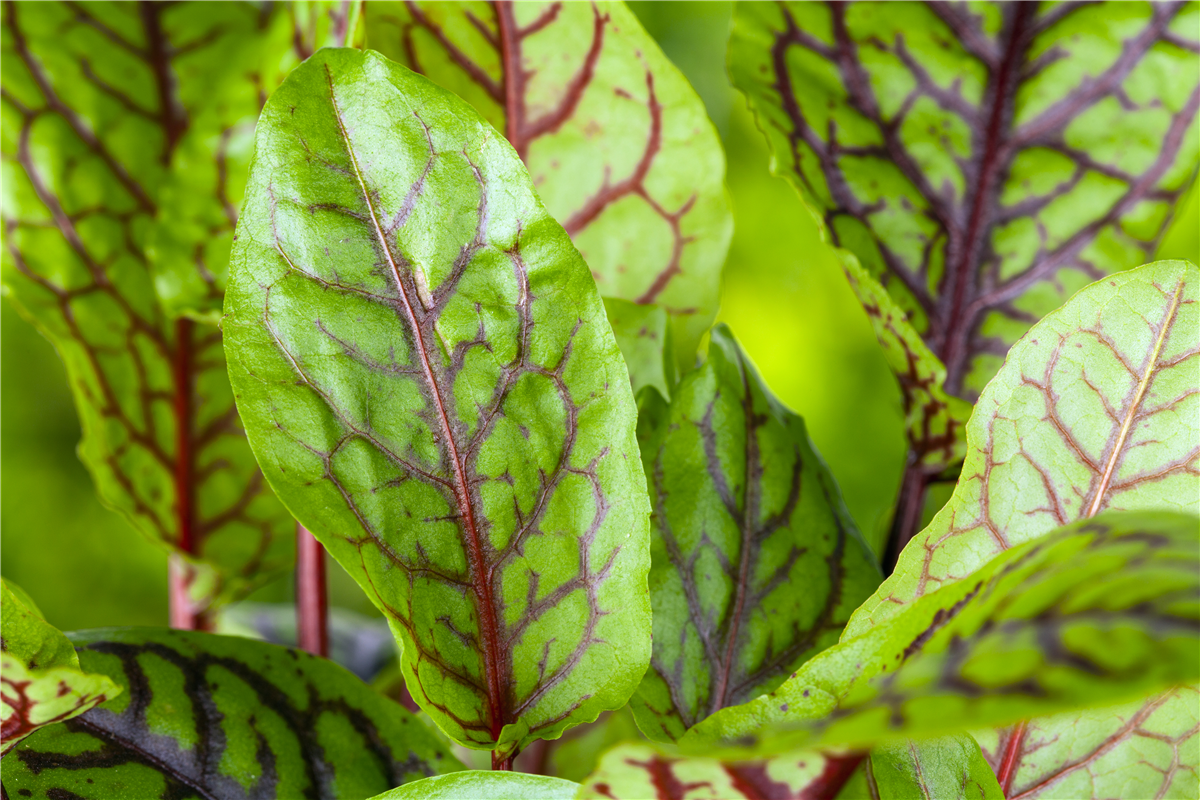 Rumex acetosa