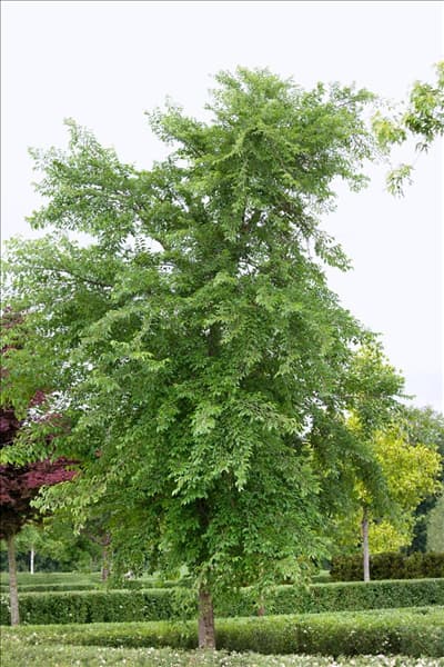 Ulmus Sapporo Autumn Gold