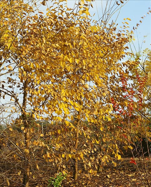 Ulmus Sapporo Autumn Gold