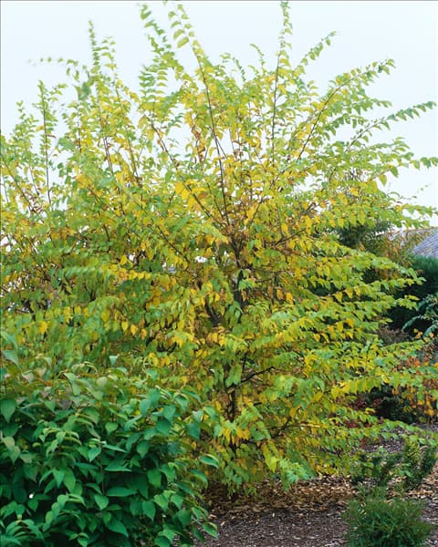 Ulmus Sapporo Autumn Gold