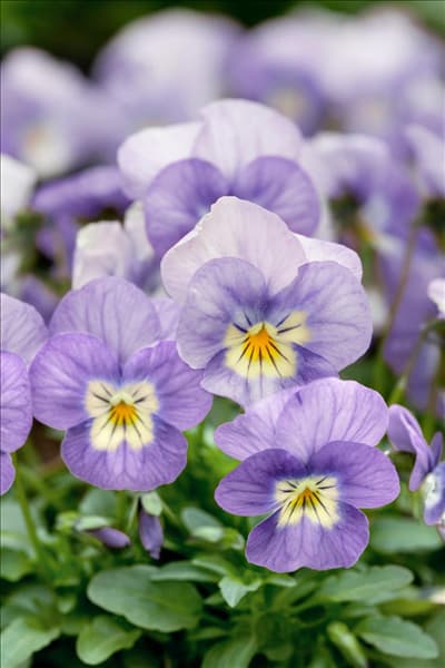 Viola Velour Sky Blue