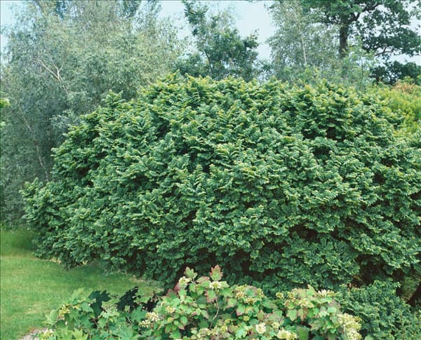 Ulmus minor Jacqueline Hillier