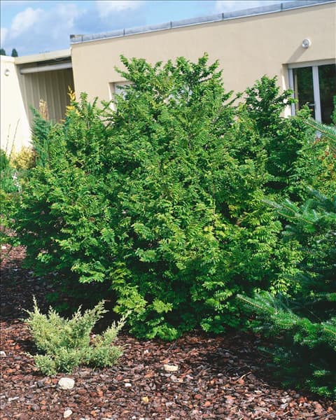 Ulmus minor Jacqueline Hillier
