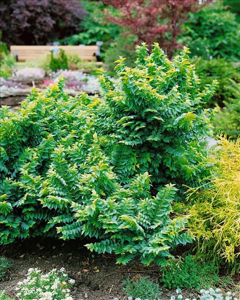 Ulmus minor Jacqueline Hillier