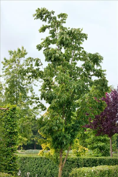 Zelkova serrata Flekova