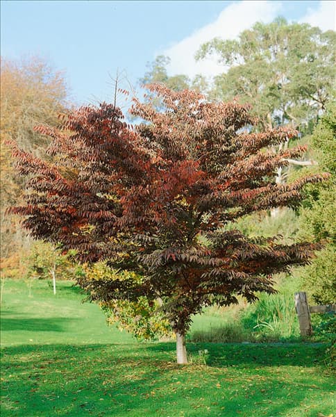 ZELKOVA SERRATA