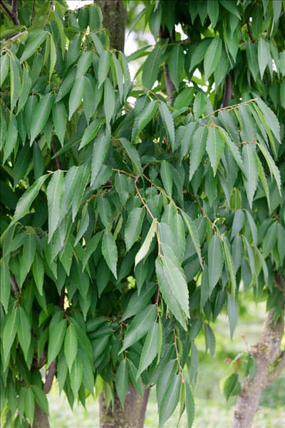Zelkova serrata Flekova