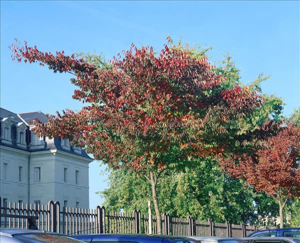 ZELKOVA SERRATA