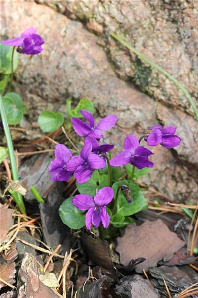 Viola odorata