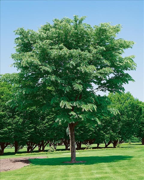 ZELKOVA SERRATA