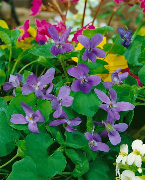 VIOLA ODORATA ROYAL ROBE