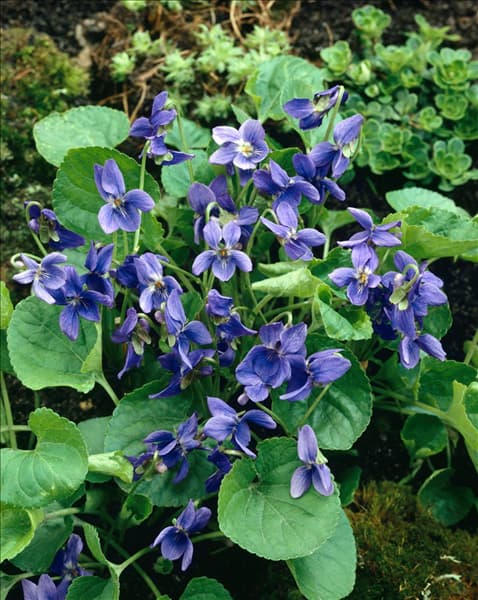 Viola odorata
