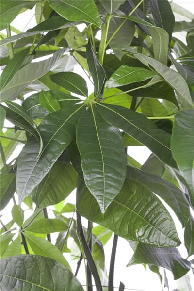 Pachira aquatica