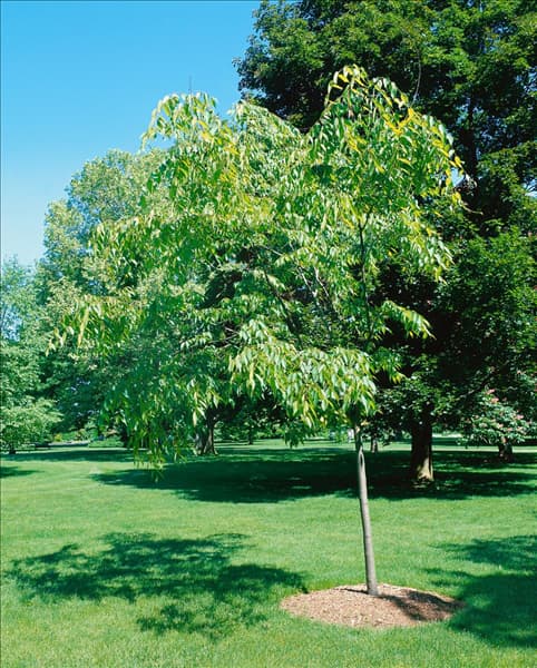 ZELKOVA SERRATA HALKA