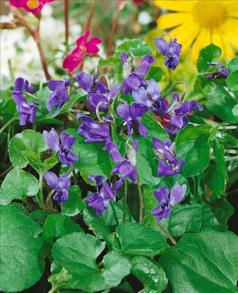 Viola odorata