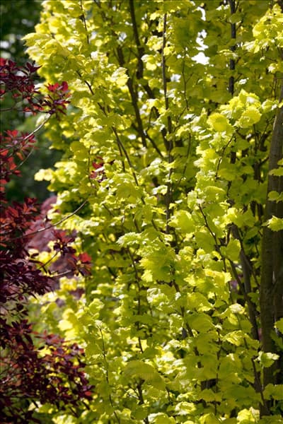 Ulmus x hollandica Wredei