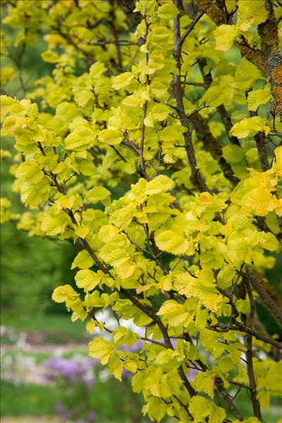 Ulmus x hollandica Wredei