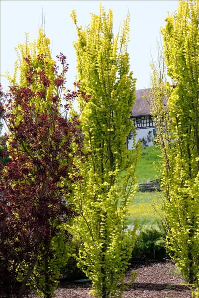 Ulmus x hollandica Wredei